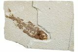 Fossil Fish (Knightia) - Green River Formation #233109-1